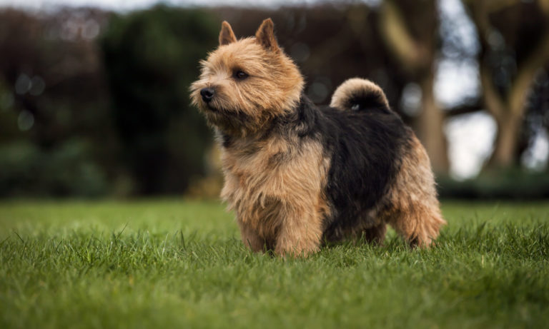 List of Breeders – Norwich Terrier Club