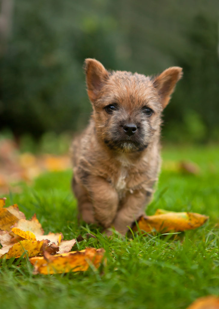 List of Breeders – Norwich Terrier Club